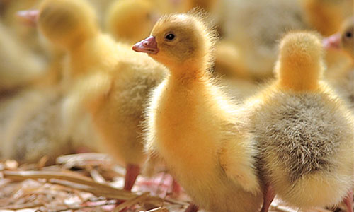 Frisch geschlüpfte Gänseküken im Stroh. Endlich ist es wieder soweit. Die ersten Gänseküken sind geschlüpft! Für die kleinen Gössel ist das Schlüpfen echte Schwerstarbeit. Nach rund 30 Tagen Bebrütungszeit bei rund 37,7 °C und einer relativen Luftfeuchtigkeit von anfangs 65%, später fast 90% haben sie sich aus dem Ei befreit.