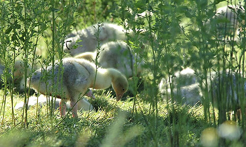 Sommergössel in einer grünen Kräuterwiese. Die jungen Gänse sind noch sehr flauschig, noch nicht ganz weiß und haben erst winzige Flügelchen. Unsere Zuchtgänse haben die Legeperiode abgeschlossen. Jetzt kommt die Zeit der Regeneration und alle Gänse, ob groß oder klein kommen auf die Wiese.