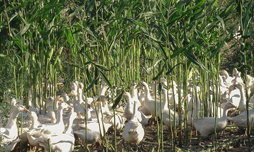 Gänse im Maisfeld, laufen herum und knabbern am Grünzeug. Im September gibt es bei uns traditionell einen kleinen Urlaub im Feld für unsere Freilandgänse