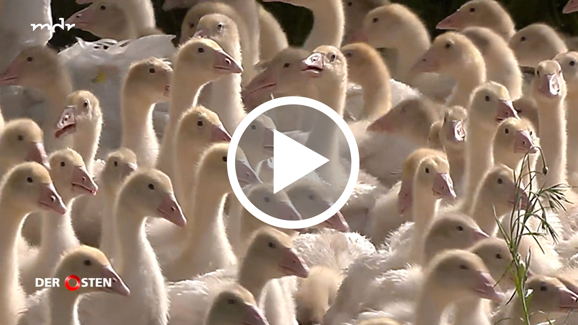 Eskildsen Video Standbild Gänsewelt MDR 251112, Dokumentation über die Gänsezucht in Königswartha