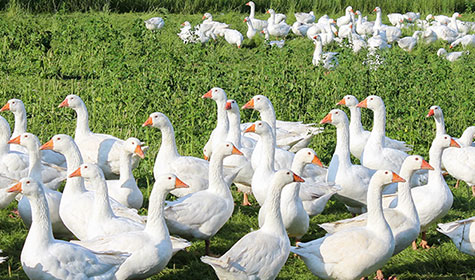 Auf der Gänsefarm Eskildsen, Unsere Haltung, Bäuerliche Freilandhaltung